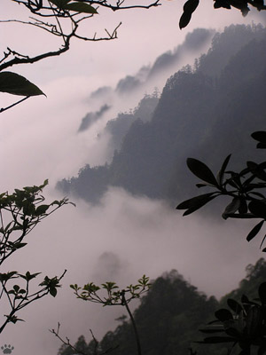 view