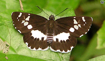 skimmer