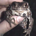 toad