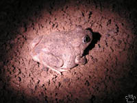 toad