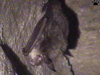 bat