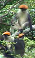 monkey