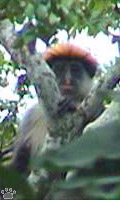 monkey