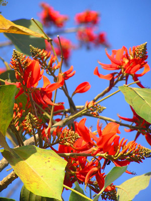 flowers