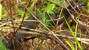snake