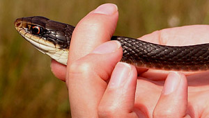 snake