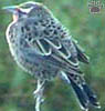 bird