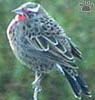 bird