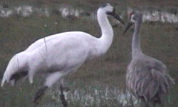 birds