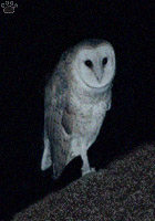 bird