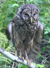 bird