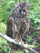 bird