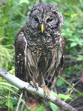 bird