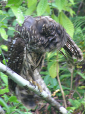 bird