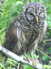 bird