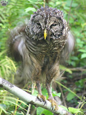 bird