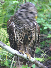 bird