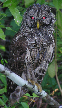 bird