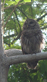bird