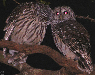 birds