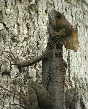 lizard