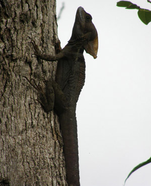 lizard