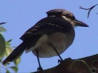 bird