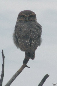 bird