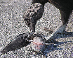 bird