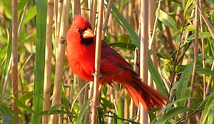 bird