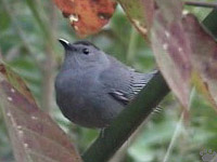 bird