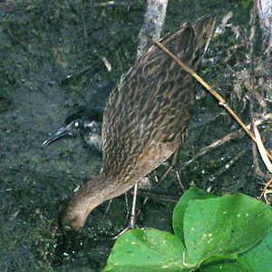 bird