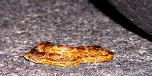 snake