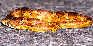 snake