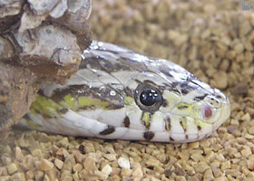 snake