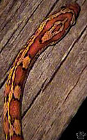 snake