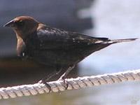 bird