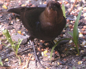 bird