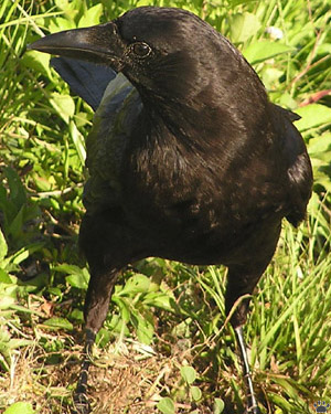 bird