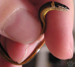 snake