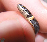 snake