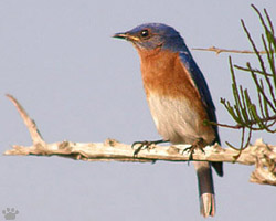 bird