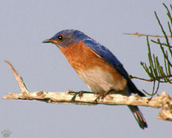bird
