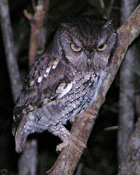 bird