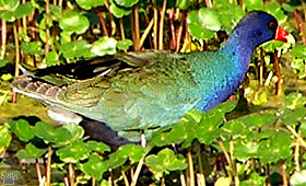 bird