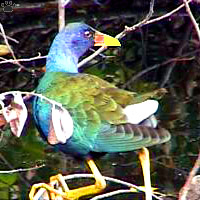 bird