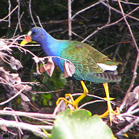 bird