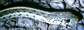 snake