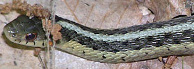 snake