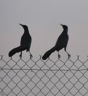 bird